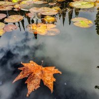 осенний листок :: Михаил 