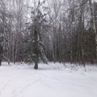 Зима в Баболовском парке :: Сапсан 