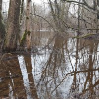 Lėvuo river, 22 02 2022 :: silvestras gaiziunas gaiziunas