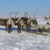 Такси :: Игорь Шабалин