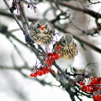 Дрозды рябинники. :: Восковых Анна Васильевна 