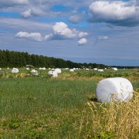 Летние поля на севере. Поселок Седъю, Ухтинский рай-н, Республика Коми :: Николай Зиновьев