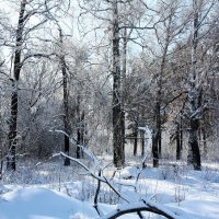 зима :: Владимир Холодницкий