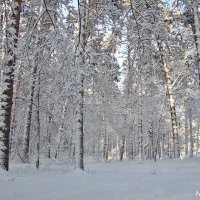 Снежно :: Лидия (naum.lidiya)