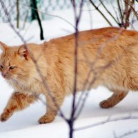 Крадётся Солнце рыжий кот. :: Восковых Анна Васильевна 