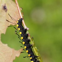 Гусеница стрельчатки ольховой (Acronicta alni (Linnaeus, 1767)) :: Павел Морозов