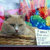 Петербургские коты. :: Татьяна 