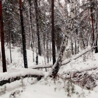 Овраг под снегом :: Сергей Царёв