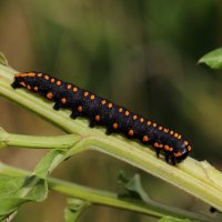 Гусеница капюшонницы чертополоховой (Cucullia lucifuga (Denis & Schiffermuller, 1775)) :: Павел Морозов