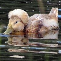 Утка в "шляпке" :: Вера Щукина