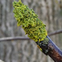 Ксантория  настенная.......Ксантория (лат. Xanthoria) — род лишайников семейства Teloschistaceae. :: Ivan Vodonos