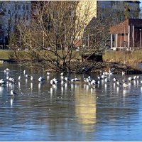 Чайки на озере. :: Валерия Комова