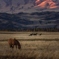 Алтайские лошадки :: Кассандра Мареева