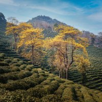 Весна на чайных плантациях :: Дмитрий 