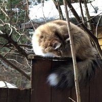 Весенний котик :: Юлия 