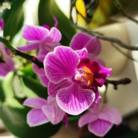 Малютка орхидея :: Татьяна Лютаева