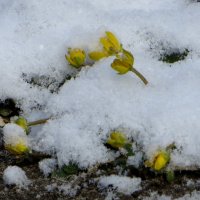Первоцветы не боятся весенних небольших морозов. Отряхнутся от снега и продолжат цвести! :: Татьяна Смоляниченко