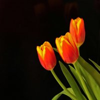 Огненные тюльпаны :: Светлана 