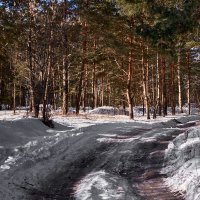 Лесная дорога :: Николай Невзоров
