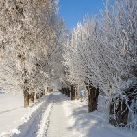 Зимние аллеи :: Андрей Гр