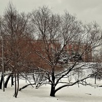 Понравилось зиме в нашем парке. :: Татьяна Помогалова