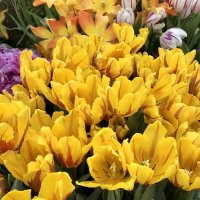 Желтые тюльпаны :: Pippa 