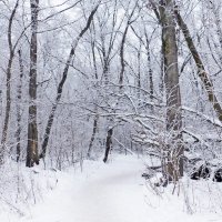 Пешком или на лыжах :: Raduzka (Надежда Веркина)