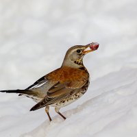 Ягодка. :: Владимир Савельев