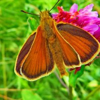 Толстоголовка тире (лат. Thymelicus lineola) — бабочка из семейства толстоголовок :: Ivan Vodonos