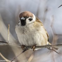 - Весна скоро?... :: Анна Иларионова