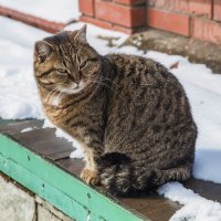 Мартовский  кот :: Валентин Семчишин