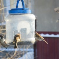 Весёлая компания.... :: Михаил Болдырев 