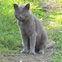 Серый кот. :: Иван Обожин