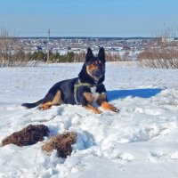 В позе "сфинкса" :) :: Елена Хайдукова  ( Elena Fly )