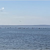 Рыбаки на заливе. :: Валерия Комова