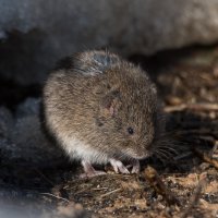 Полёвка греется на солнышке. :: Владимир Безбородов