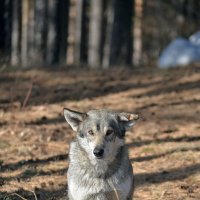 Из жизни бездомных собак :: Вадим Басов