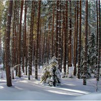 Сосновый лес. :: Валентин Кузьмин