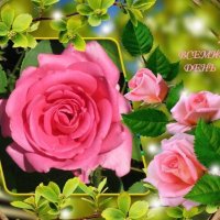 21 мая. Всемирный день розы :: Дмитрий Никитин