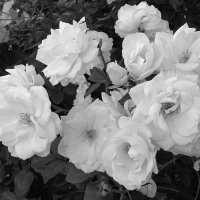 Кусты белых роз! :: Светлана Хращевская