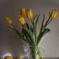 Жёлтые тюльпаны. :: Наталья Юдина 
