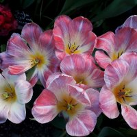 Тюльпаны в оранжерее Аптекарского огорода :: Лидия Бусурина