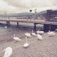 Цюрих Швейцария, лебеди на набережной Цюрихского озера :: wea *