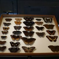 Коллекция бабочек в музее естествознания :: Ольга 