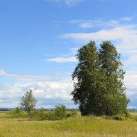 На ветру берёзоньки колышутся... :: nadyasilyuk Вознюк