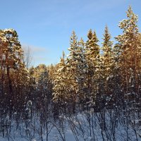 Весенний лес за полярным кругом :: Ольга 