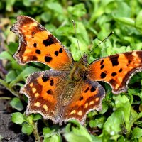 Первая весенняя бабочка :: Константин Штарк