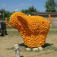Апельсиновый слоник :: Вера Щукина