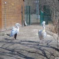В ростовском зоопарке... март... :: Нина Бутко