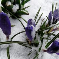 Цветы под снегом. :: Милешкин Владимир Алексеевич 
